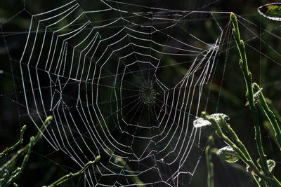 Close-up of dew drops on spider web