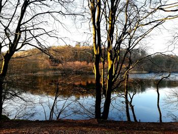 Bare trees by lake in forest against sky
