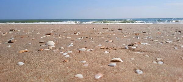 Surface level of shells on beach against sky
