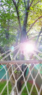 Sunlight streaming through trees in forest