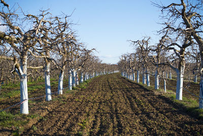 View of vineyard against clear sky