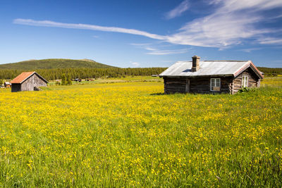 Yellow flowers on field by houses against sky