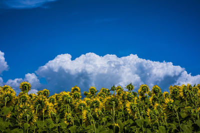 Scenic view of yellow flowering plants against sky