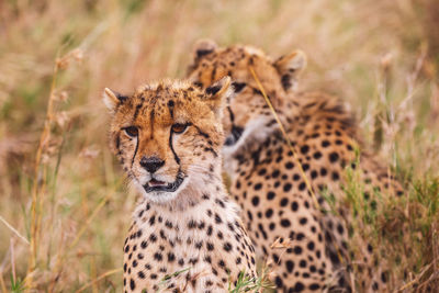 Portrait of two cheetah cubs