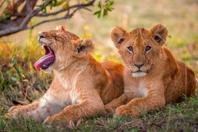 Lion cubs relaxing on grassy field