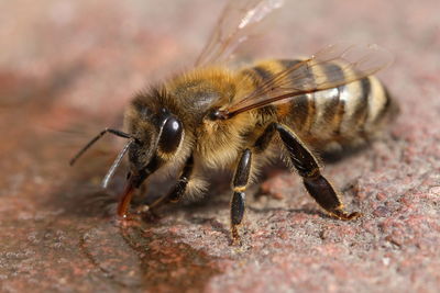 Close-up of bee