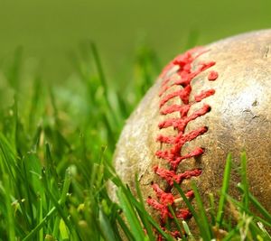 Close-up of baseball on grassy field