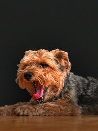 Dog sticking out tongue against black background