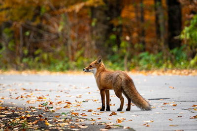 Side view of a fox on ground