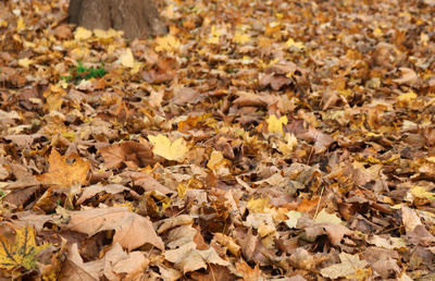 leaf