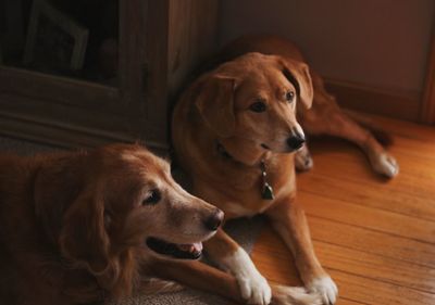 Close-up of dog at home