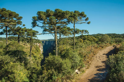 Dirt pathway at the itaimbezinho canyon with cliffs and pine trees, near cambará do sul, brazil.