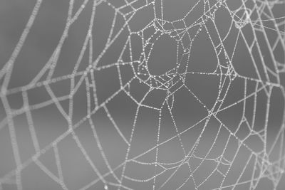 spider web