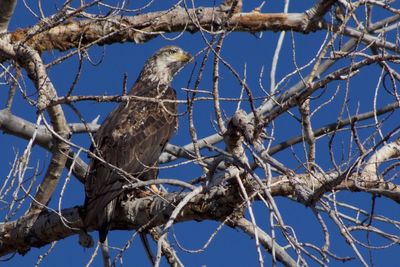 Low angle view of bird perching on branch against blue sky