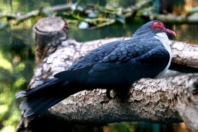 Close-up of bird perching on a tree