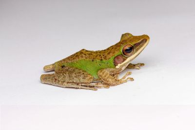 Close-up of lizard on rock against white background