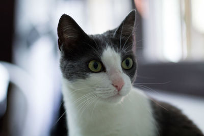 Close-up portrait of a cat