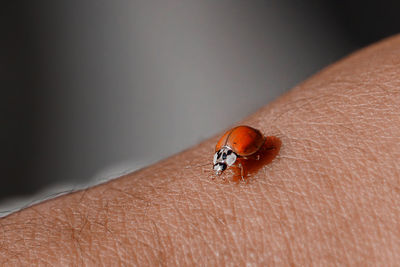 Close-up of ladybug on hand