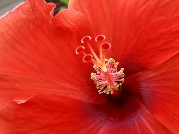 Close-up of red flower