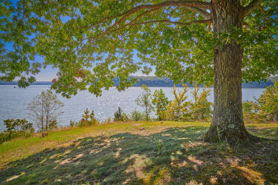 Scenic view of trees on landscape against sky