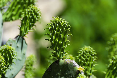 Close-up of succulent plant