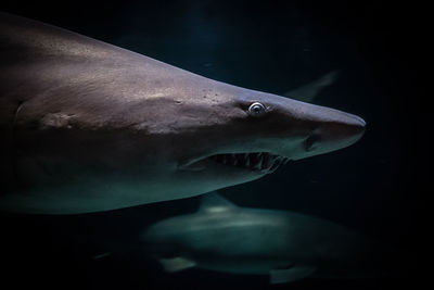 Side view of shark in aquarium