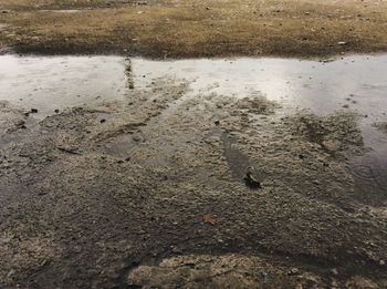 High angle view of bird in puddle