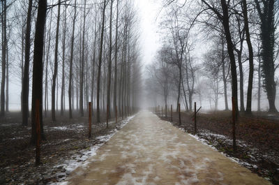 Bare trees in forest during winter