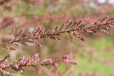 Close-up of pink flowers on branch