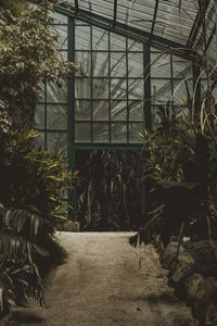 Plants growing in greenhouse