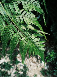 Close-up of fern leaves