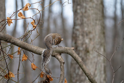 branch