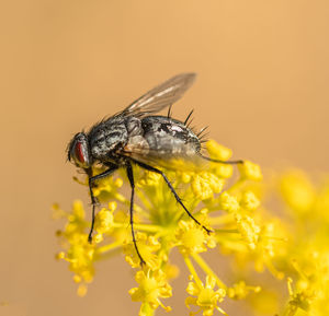 Close-up of fly on yellow flower