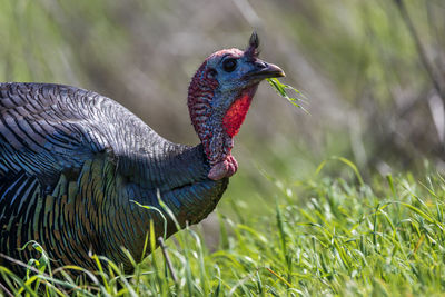 Close-up of bird on field