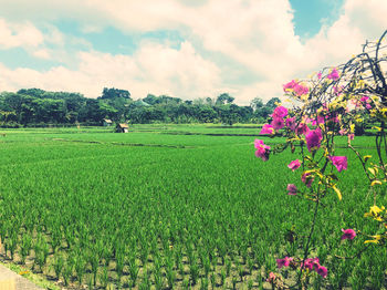 Scenic view of green landscape against sky