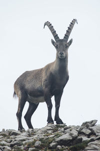 Portrait of horse standing on rock against clear sky