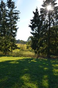 Pine trees on field against sky