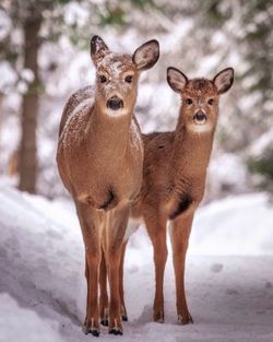 Portrait of two horses standing in snow