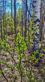 Close-up of fresh green plants in forest