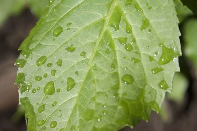 Close-up of wet plant leaves during rainy season