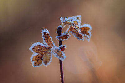 macro photography