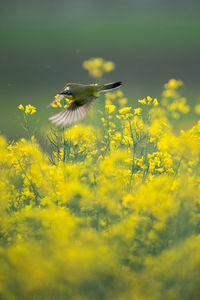 View of yellow flowering plant