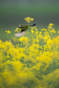 View of yellow flowering plant