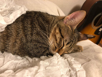 Close-up of cat sleeping on bed