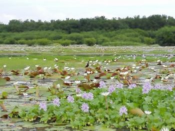 View of lotus water lily in lake