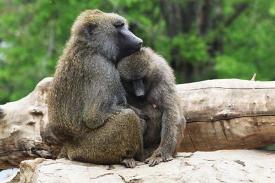 Monkey sitting on rock at zoo