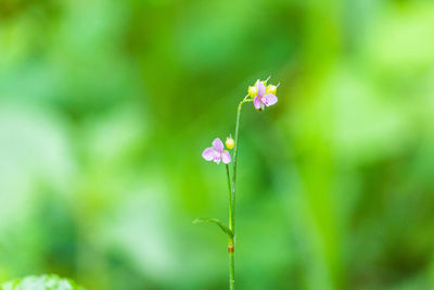 Close-up of pink flowering plant