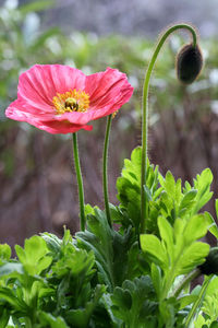 Close-up of pink hibiscus blooming outdoors