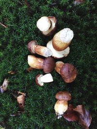 High angle view of mushrooms growing on field