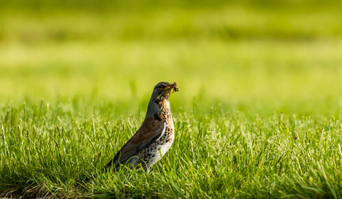 Bird perching on grass